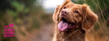 Sofort kostenlos und ohne anmeldung anfragen Reviews From Woof Gang Bakery Grooming Fleming Island