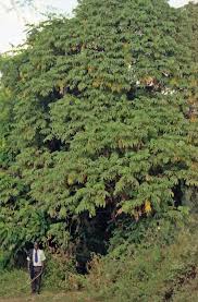 Image result for Hagenia abyssinica