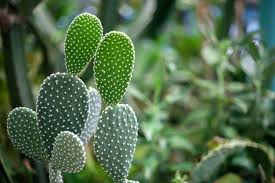 Image result for Cactaceae
