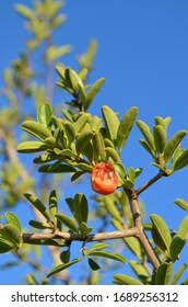 Image result for Ximenia afra