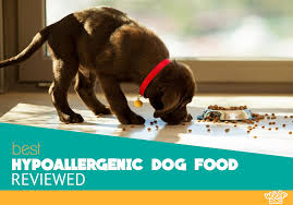 Best Hypoallergenic Dog Foods Top 5 Reviews And Buyer S Guide 2020