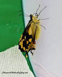 Pin On Butterflies
