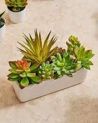 Jun 30, 2021 · this is a set of seven cutters sized from 0.5 to 2 long. The Best Fake Succulents Ikea Target 3 Others Apartment Therapy