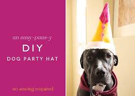 Birthday hats, sashes and crowns; Diy Dog Party Hat Dog Party Hat Dog Party Diy Dog Stuff