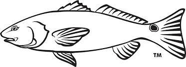Seafood Drawing Outline Red Drum Clipart Full Size Clipart 1229117 Pinclipart