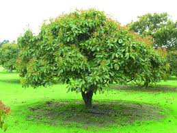 Check spelling or type a new query. Avocado Tree Care Avocado Tree Care Avocado Tree Grow Avocado