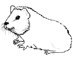 Guinea pig is an adorable little animal to be a pet. Pin On Animal Coloring Pages