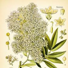 Image result for Hagenia