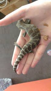 0.1 indonesian blue tongue skink Growth Rate Blue Tongue Skinks