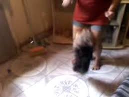 Menina dançando dança da manivela (namorado atormentado). Nina Dancando Jsm Youtube