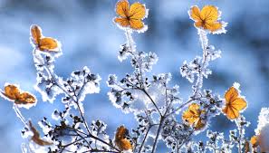 Con le loro fioriture invernali generose e coloratissime, i ciclamini rendono l'inverno molto più allegro. Fiori Invernali Dilei