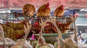 Select this result to view ann linder scholer's phone number, address, and more. Animal Markets And Infectious Disease By Animal Law Policy Program Research Fellow Ann Linder Harvard Law School Alpp