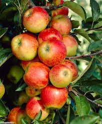 Crj fruit tree nursery uk grows a huge range of varieties and use only the cleanest stocks available for propagation. Apple Elstar 2 Year Bush Not Self Fertile Newlands Garden Centre