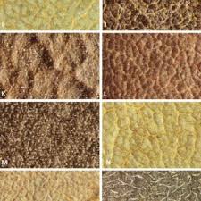 Image result for Monotes dasyanthus