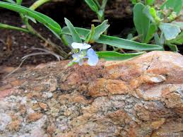Image result for Commelina latifolia