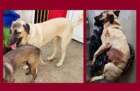 Les couleurs qui lui apportent chance et bonheur sont le noir et le bleu. St Denis Ils Decouvrent Leur Chien Abattu De Deux Balles Par Un Voisin