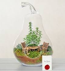 Poyraz Terrarium Terraria Teraryum Teraryumlar