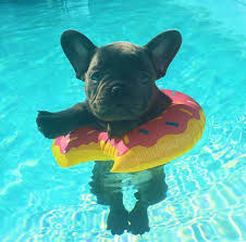 Dis Mai Donut Pool Floatie Cute Baby Animals Cute Animals Cute Dogs