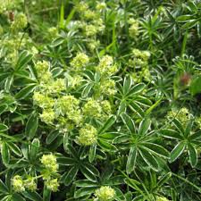 Image result for Alchemilla johnstonii