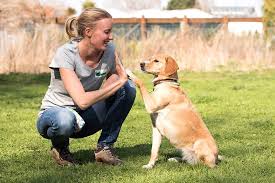Wie und wann sie mit einer welpenerziehung beginnen sollten. Willkommen In Der Hundeschule Stubenwolfe In Munchen Neuried