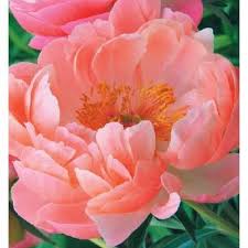 Peony Coral Sunset This Peony Has Large Cup Shaped Blooms That Open Coral Pink And Fade To Ap Peony Plants For Sale Beautiful Flowers Garden Bare Root Peonies