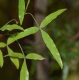 Image result for Searsia leptodictya