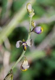 Image result for Polygala capillaris