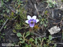 Image result for Viola eminii