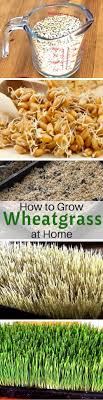 Sprinkle the seeds across the soil. Wheatgrass Growing How To Grow Wheatgrass At Home For Juice Home Gardeners