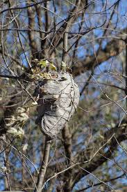 Whether you have one nest or ten, wasps can pose a danger to you and your family and today we'll show you how to get rid of wasps in your garden! How To Identify Wasps Nests Fantastic Pest Control