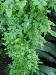 Image result for Lygodium