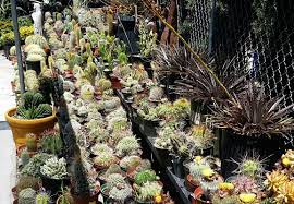 I live in los angeles, have a great dog named jack, and i like piña coladas. Good Places To Get Cactus Page 15 Cactiguide Com