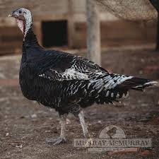 Murray Mcmurray Hatchery Standard Bronze Turkeys