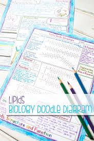 Lipids Doodle Diagrams In 2020 Biochemistry Notes High School Biology High School Science
