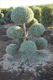 Apr 15, 2013 · nikka lifeは、若い方や初心者の方にもウイスキーを楽しんでもらう、ウイスキーのテーマパークです。ウイスキーの知識や文化、アートの話をしながら、ウイスキーを楽しみましょう。ウイスキー入門として作り方や飲み方も紹介します。 Find Plants Page 8 Wholesale Nursery Supplies Plant Growers In Oregon Nursery Guide