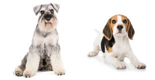 I know for sure she is party beagle. Schnauzer Beagle Mix Adorable Mix Of Beagle And Miniature Schnauzer
