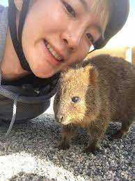 Hoony In Perth Australia Winner Lee Seunghoon Blonde Cute Quokka Australia Perth Westaustralia Kpop Kpopido Winner Ikon Youth Over Flowers Winner