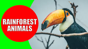 Rainforests are forest ecosystems characterized by high levels of rainfall, an enclosed canopy and high the bulk of the world's tropical rainforest occurs in the amazon basin in south america. Rainforest Animals For Children Jungle Animal Sounds And Rainforest Wildlife Youtube