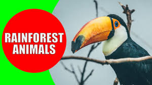 They are covered all over with brown shaggy fur and have a face that resembles that of a beaver's. Rainforest Animals For Children Jungle Animal Sounds And Rainforest Wildlife Youtube