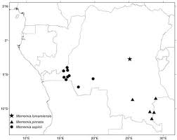 Image result for Xenostegia alatipes