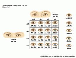 Eyecolor Eye Color Chart Color Eye Color