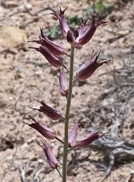 Image result for Oxyanthus strigosus