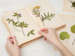 Strain it and drink twice daily. Fun Ways To Reuse Dried Flowers Wineandblooms Com