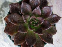 The dark chocolate colour and chubby leaves arranged just like a flower make echeveria black prince a very echeveria black prince is one of these succulents, but fortunately, there is an easy fix. Echeveria Black Prince Black Hens And Chicks Dummer Garden Manage Gfinger Es La App De Jardineria Mas Profesional