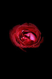 Black Background With Rose Red Rose On Black Background For Background Usage Red Roses Black Backgrounds Rose