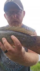 Caught this little bowfin, and he wanted put back 😭🤣