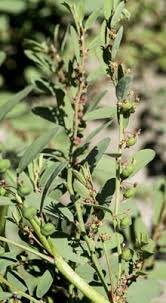 Image result for Phyllanthus udoricola