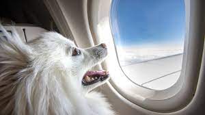 Airline Bans Emotional Support Animals On Long Flights Us News Sky News