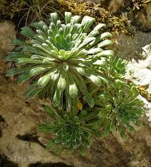 Image result for Galiniera saxifraga