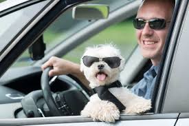 Toy and teacup maltese price. How Much Does A Maltese Cost Puppy Prices And Expenses